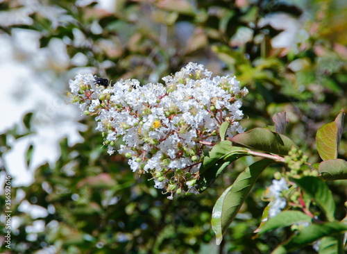 Lagerstroemia white flowers in a garden