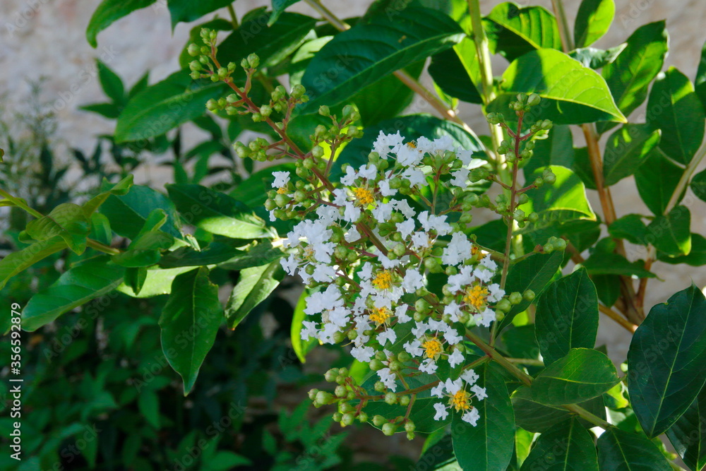 Lagerstroemia white flowers in a garden Lagerstroemia white flowers in a garden