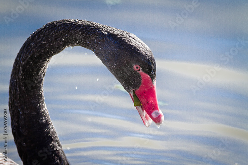 Birds Of Australia.  Black swan (disambiguation) photo