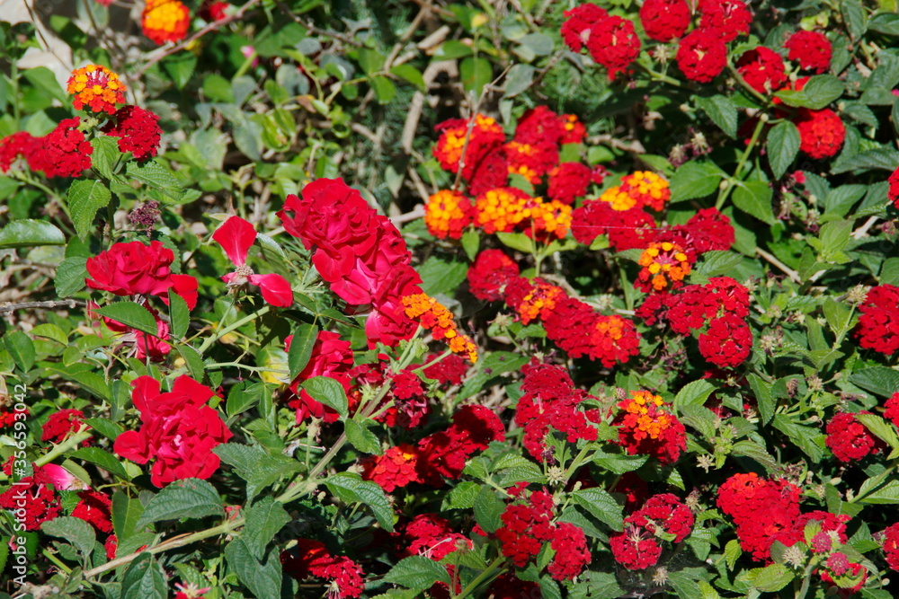 red and yellow flowers in garden