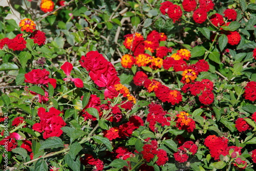 red and yellow flowers in garden