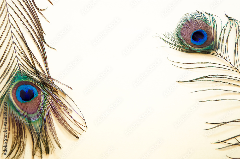 Obraz premium peacock feather isolated on white background