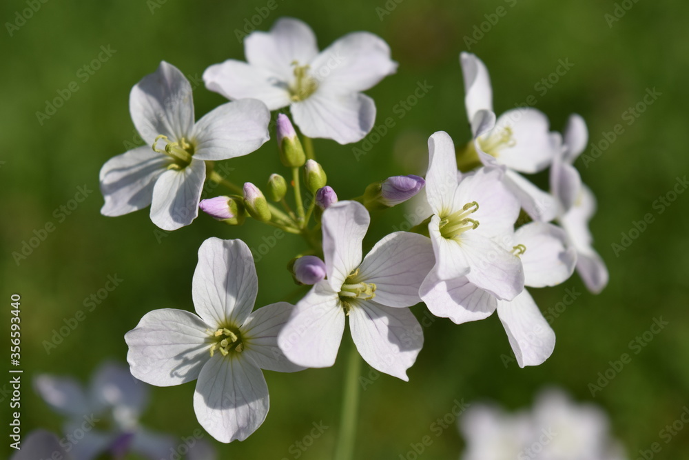 Obraz premium Spring Flowers closeup at sunday in Munich, Germany