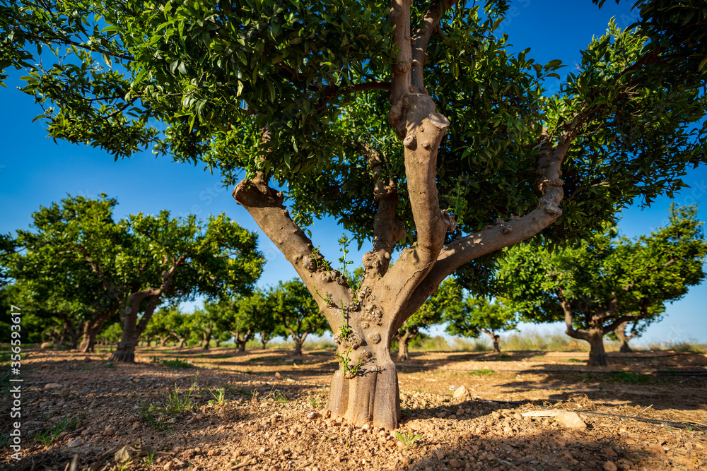 Grafted orange tree crop, wide angle closeup Grafted orange tree crop, wide angle closeup