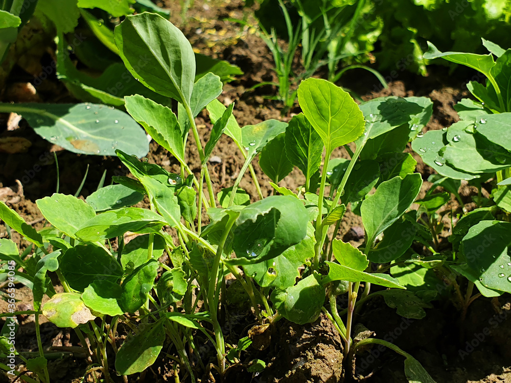 Seedlings of young cabbage with raindrops, planted in a row. Seedlings of young cabbage with raindrops, planted in a row.