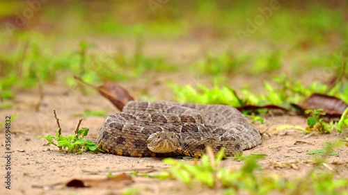 Brazilian Jararaca highly dangerous snake with ticks photo