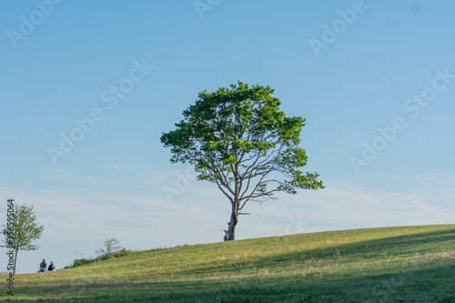 tree in field