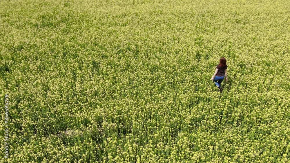 A young woman walks through a yellow-blooming rapeseed field. Aerial view. A young woman walks through a yellow-blooming rapeseed field. Aerial view.