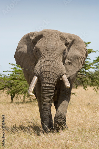 African Elephant walking towards camera  Kenya