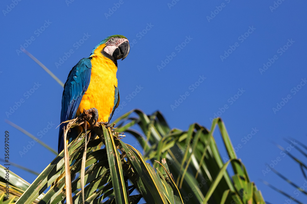Obraz premium Canindé macaw, also known as yellow-bellied macaw, yellow and yellow macaw, blue and yellow macaw, with a marked presence in the Brazilian cerrado