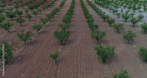 Aerial, drone shot low over a Almond farm, Prunus Dulcis trees, on the Andalusian countryside, cloudy day, in Andalucia, Spain