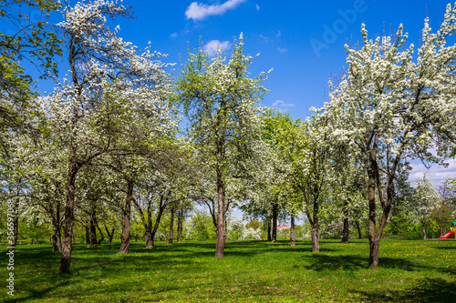 Spring in the city park