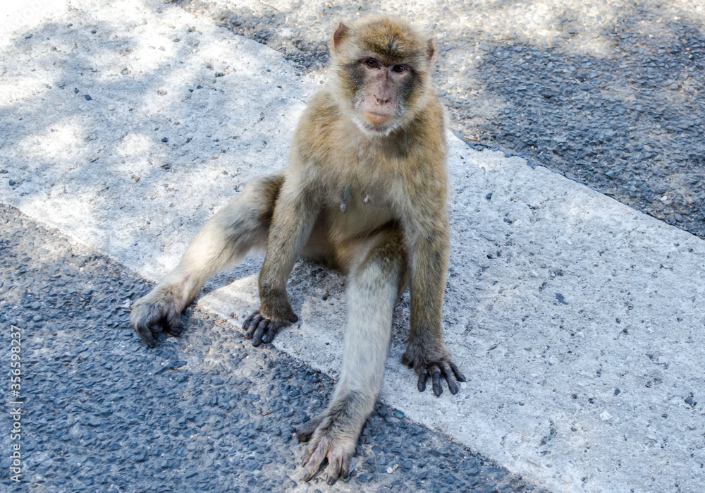 Macaco en el suelo Gibraltar