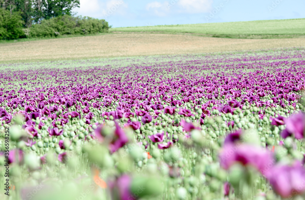 Amazing red or purple flowers of poppy in the field. Czech republic, Europe.