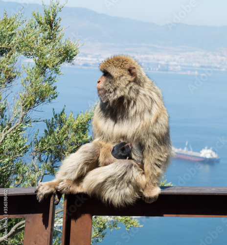 Macaco con cría © reimolina