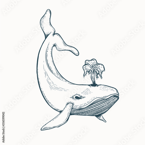 hand drawn whale artwork illustration