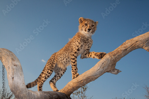 One cheetah cub standing on dead tree in the afternoon light with blue sky in the background in Kruger National Park South Africa