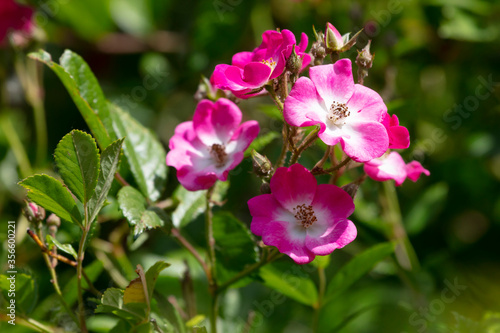 Alpen-Rose  Gebirgs-Rose  Rosa pendulina   Nordrhein-Westfalen  Deutschland  Europa
