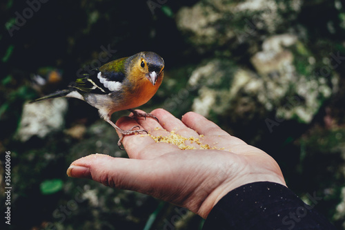 Chaffinch, native birds of Madeira island, Portugal photo