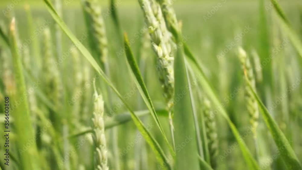 fresh lush field of green wheat fresh lush field of green wheat