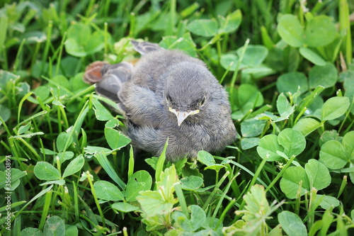 Young black redstart on green background