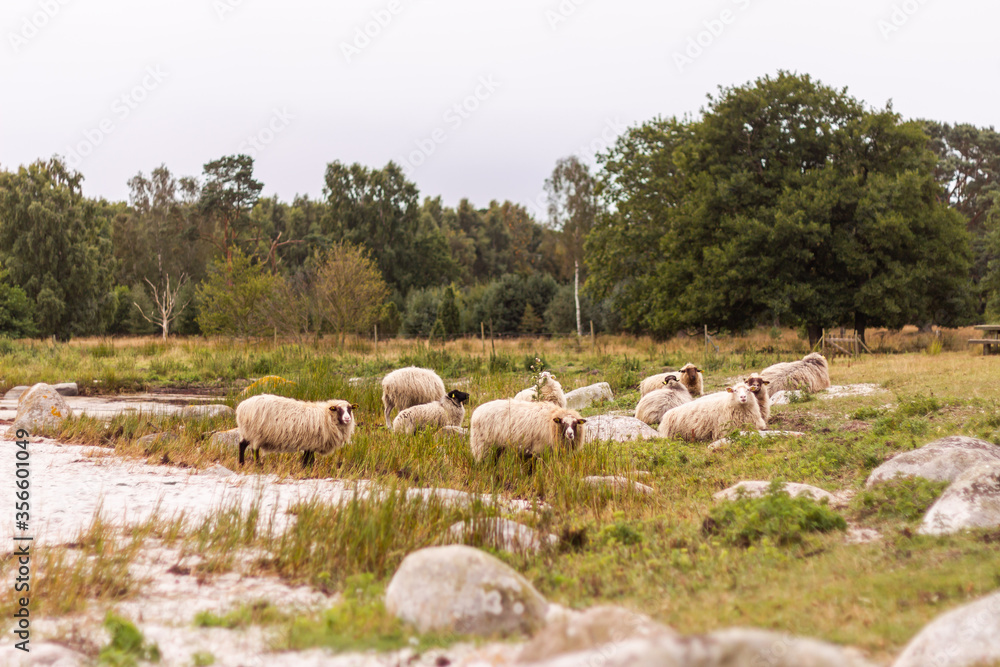 Beautiful, cute and funny sheep outdoors, in the country, in the wild nature