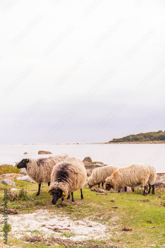 Beautiful, cute and funny sheep outdoors, in the country, in the wild nature
