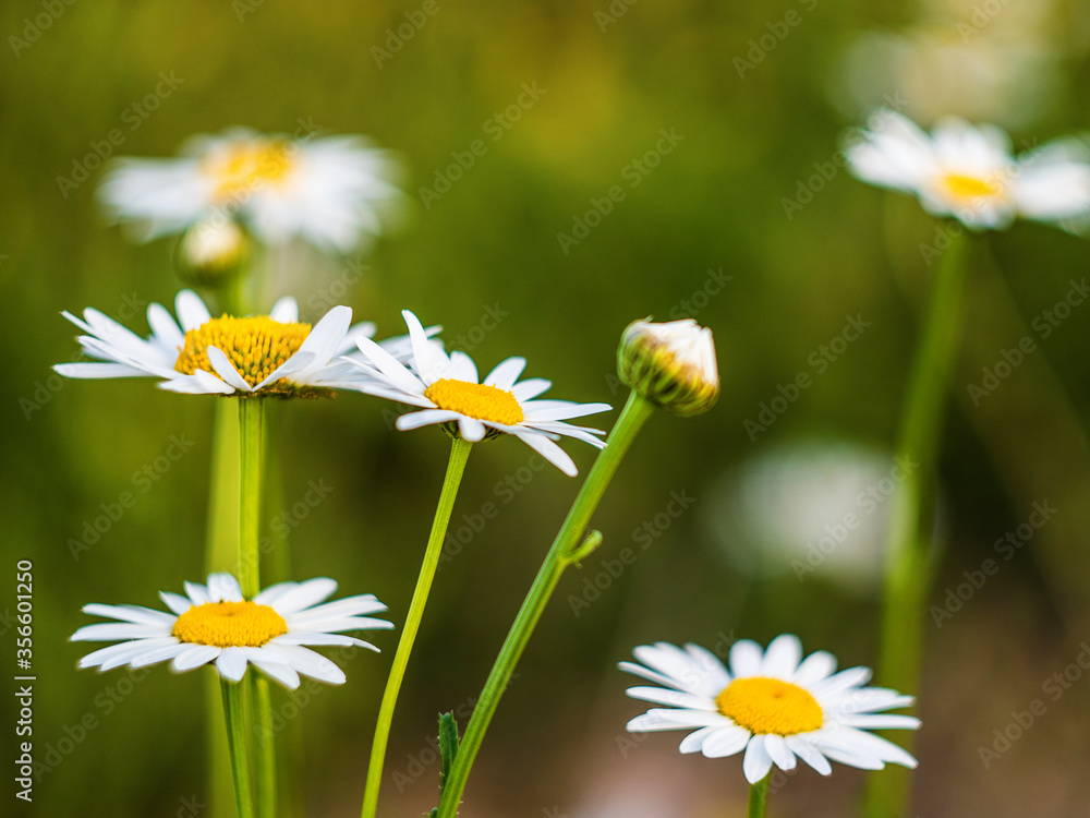 Chamomile close-up. Chamomile on a blurred natural background. Greeting card with flowers. Selective focus
