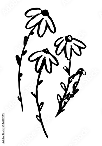 Black-eyed susan flowers. Hand drawn vector illustration set. Doodles, sketching of wild plants. Black drawings isolated on white. Primitive simple picture for design, print, card, sticker, poster etc