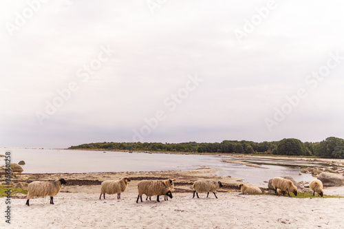 Beautiful, cute and funny sheep outdoors, in the country, in the wild nature