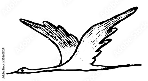 Flying shadoof, bird crane. Hand drawn vector illustration. Doodle, sketching of wild animals. Black contour drawing isolated on white. Primitive style, single picture for design, print, card, sticker