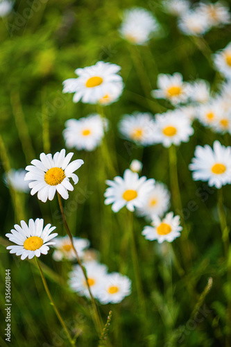 Chamomile close-up. Chamomile on a blurred natural background. Greeting card with flowers. Selective focus 