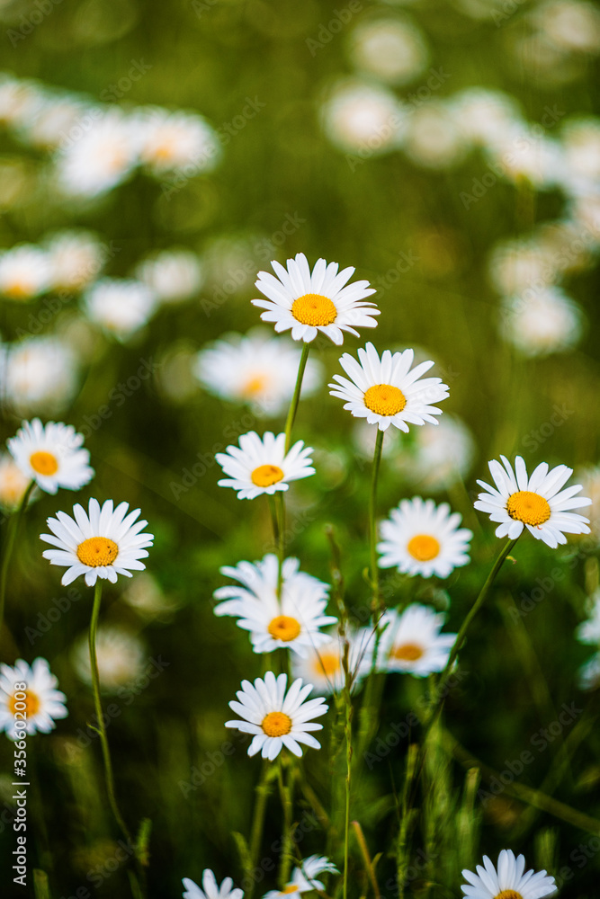 Chamomile close-up. Chamomile on a blurred natural background. Greeting card with flowers. Selective focus
Chamomile close-up. Chamomile on a blurred natural background. Greeting card with flowers. Selective focus