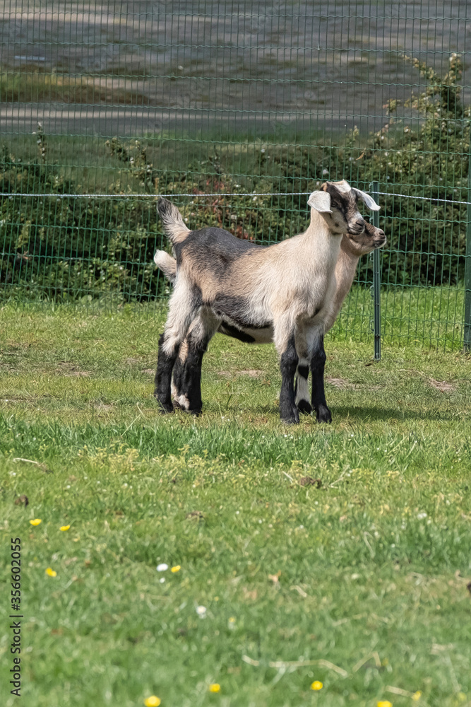 Two brown horned, white baby goat kids, standing on the spring grass Two brown horned, white baby goat kids, standing on the spring grass