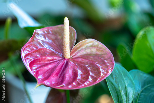 Anthuriums bloom in a small garden. The perennial tree, with short stems, often grows in bushes.