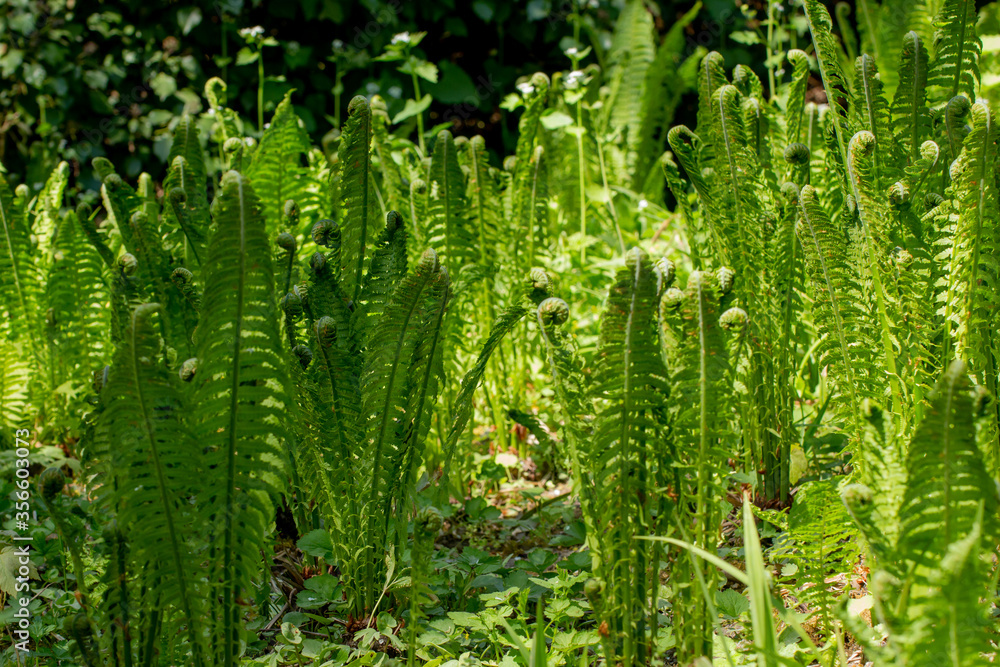 Side view of fresh fern for floral background, Polypodiopsida Side view of fresh fern for floral background, Polypodiopsida