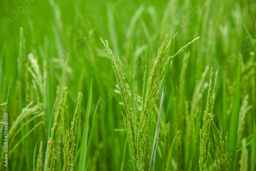 Rice with fresh hair in the farmland