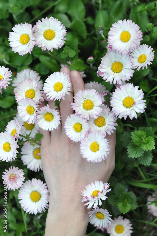 Obraz premium Very beautiful daisies in the garden