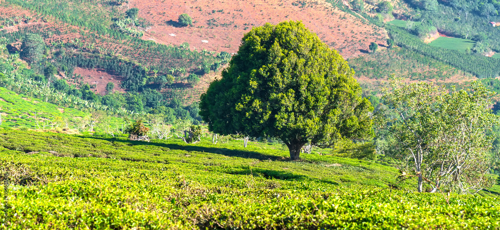 Green tea hill in the highlands in the morning. This tea plantation existed for over a hundred years old and the largest tea supply in the region and exporting
