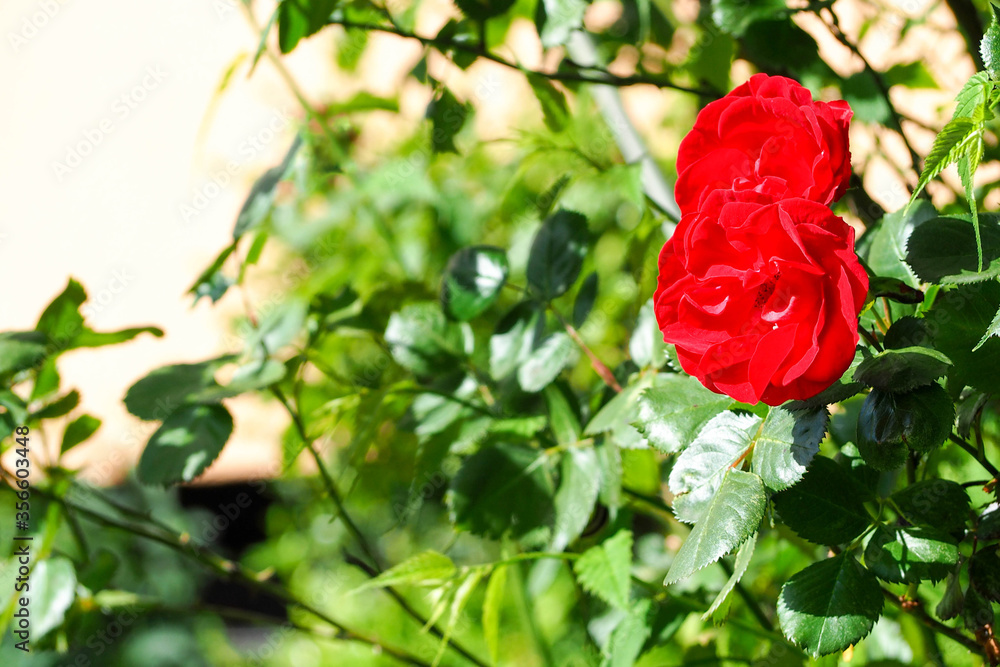 Obraz premium rose Bush with two red buds on the right . red roses in summer . holiday, poster