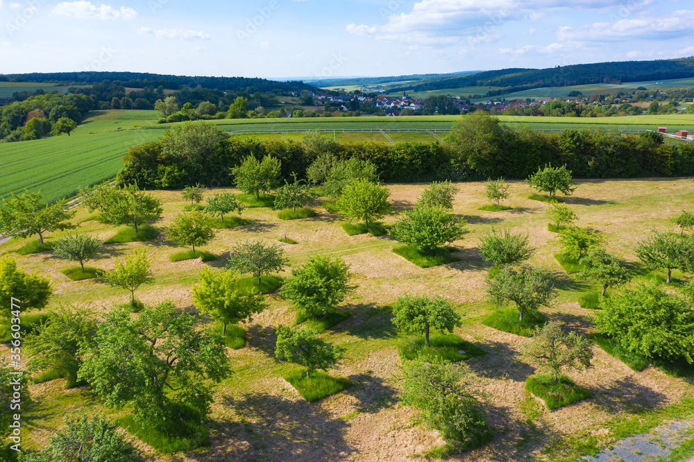 Blick auf eine Streuobstwiese im Taunus/Deutschland aus der Vogelperspektive