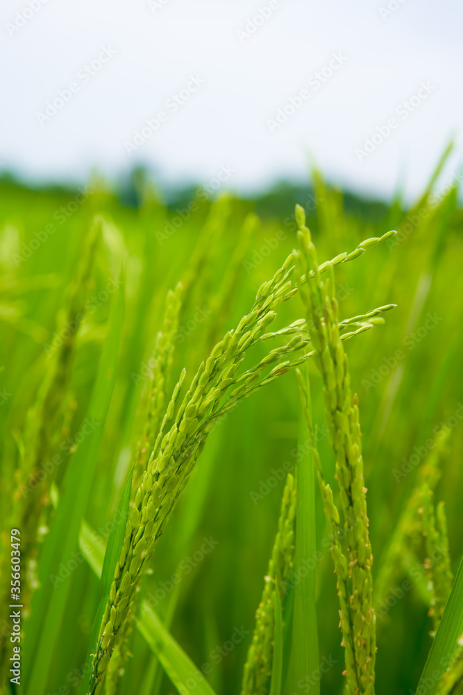 Rice with fresh hair in the farmland Rice with fresh hair in the farmland