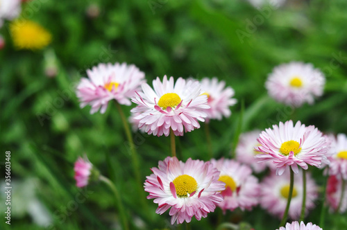 Very beautiful daisies in the garden