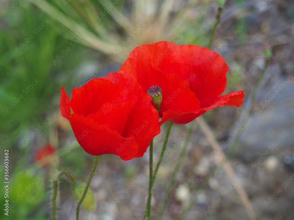 Two blooming red colour wild poppies in hungarian rural area Two blooming red colour wild poppies in hungarian rural area