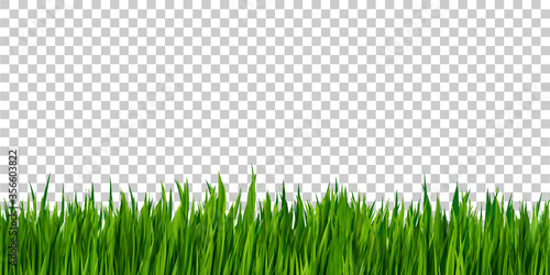 Green grass border isolated on transparent background, grass field
