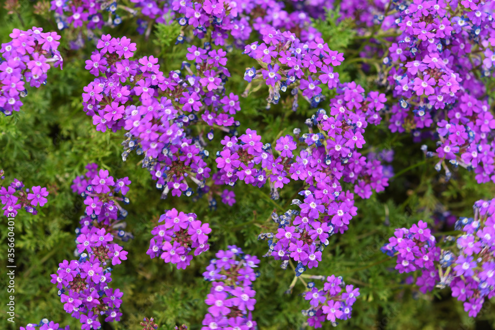 ピンク色の花 シレネ・カロリニアナ ピンク色の花 シレネ・カロリニアナ