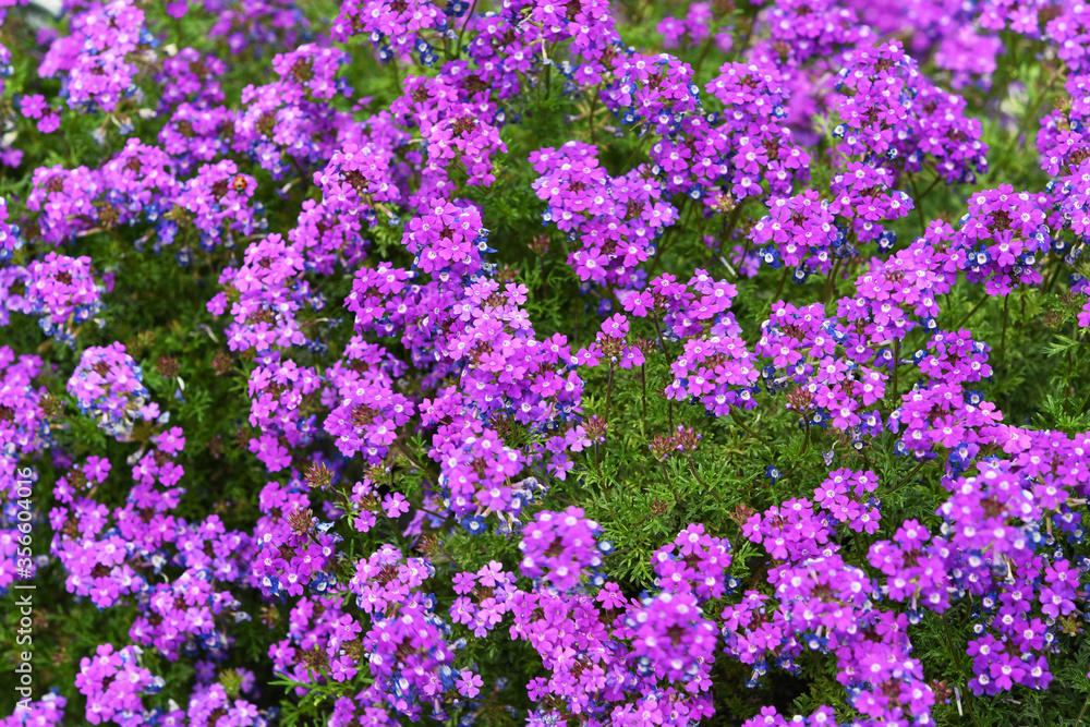 ピンク色の花　シレネ・カロリニアナ
