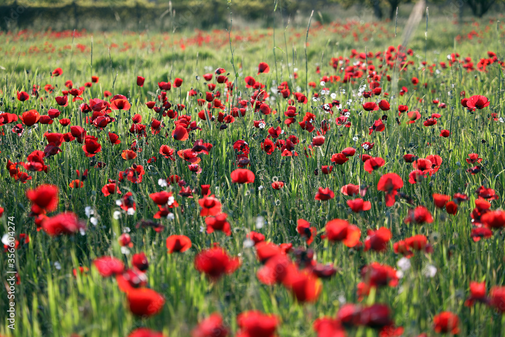 red poppy flowers in field