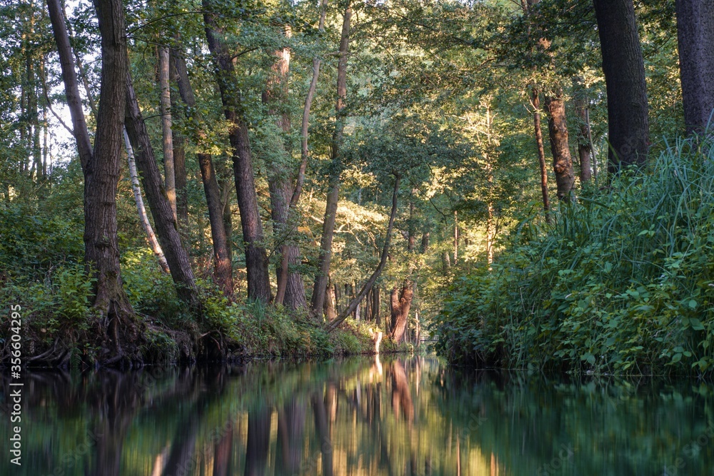 Obraz premium Canal in the forest of the biosphere reserve 