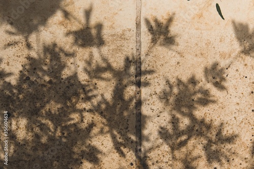 the shadow of a plant on a white old ground
